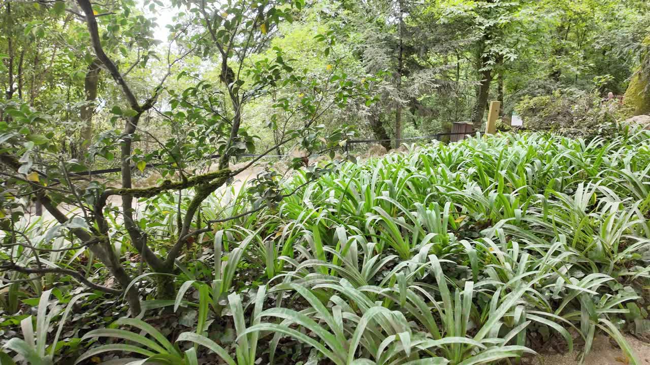 Serene Garden Path through Mossy Stone Formations