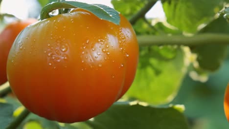 close-up of ripe tomatoes on the vine