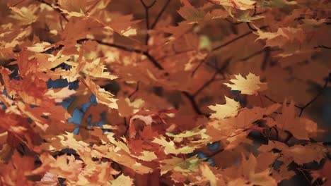 colorful golden yellow and orange maple leaves on the blurry background