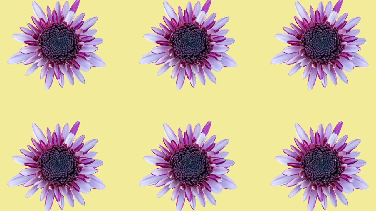 patrón de crisantemo colorido en un fondo amarillo. gráficos de movimiento simple animación floral