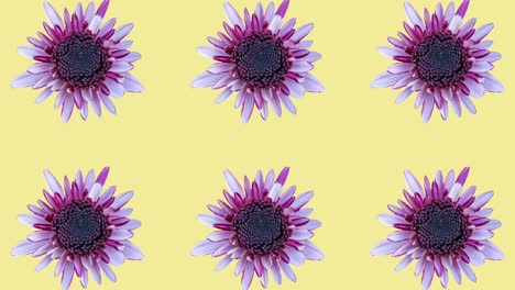 patrón de crisantemo colorido en un fondo amarillo. gráficos de movimiento simple animación floral
