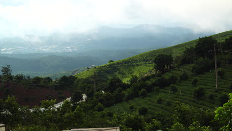 gloomy monsoon weather tea plantation da lat vietnam asia