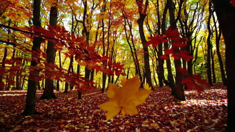 autumn forest with vibrant fall foliage