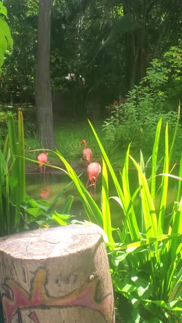 vertical video of flamingoes standing in a peaceful lagoon at parque del este, caracas, venezuela. framed by tropical greenery, calm water, and sunlight