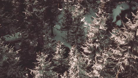 aerial view of a snow covered pine forest