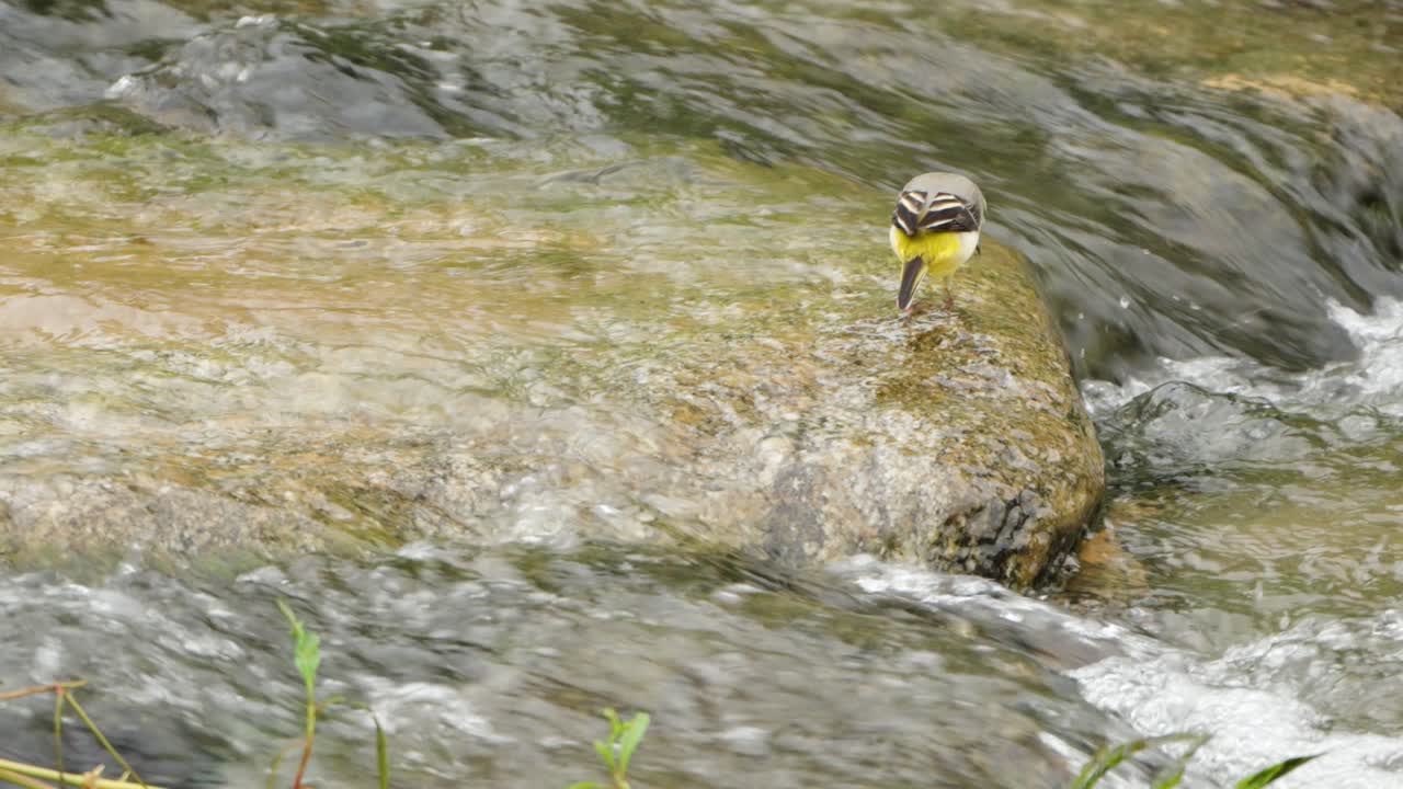 motacilla cinerea ave de cola gris que busca alimento caminando sobre rocas en aguas poco profundas de arroyos de montaña claros que corren rápidamente picoteando algas y buscando microorganismos submarinos