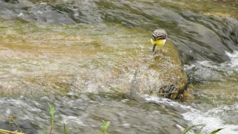 motacilla cinerea grey wagtail bird forages food walking on rock in shallow water of fast running clear mountain brook pecking algae and searching underwater microorganisms