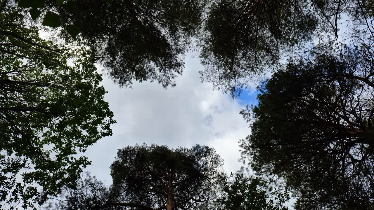 el punto de vista del viajero mira hacia el cielo en el bosque verde.