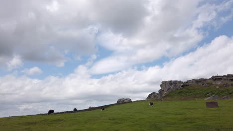 static shot of almscliffe crag in north yorkshire with cows grazing in a field in the foreground