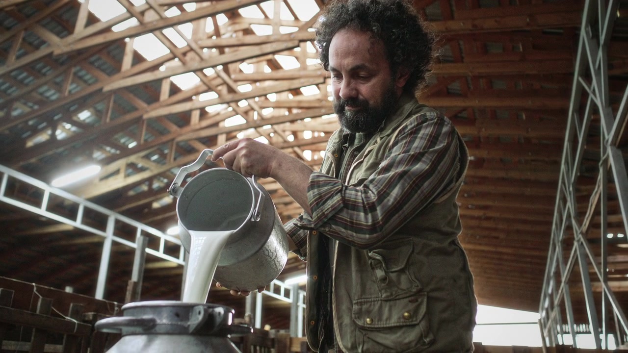 Dairy Farmer Pouring Fresh Raw Milk into Metal Can inside Barn