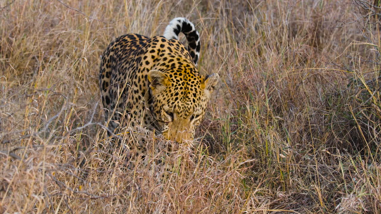 leopardo africano olfateando comida en el prado de la sabana