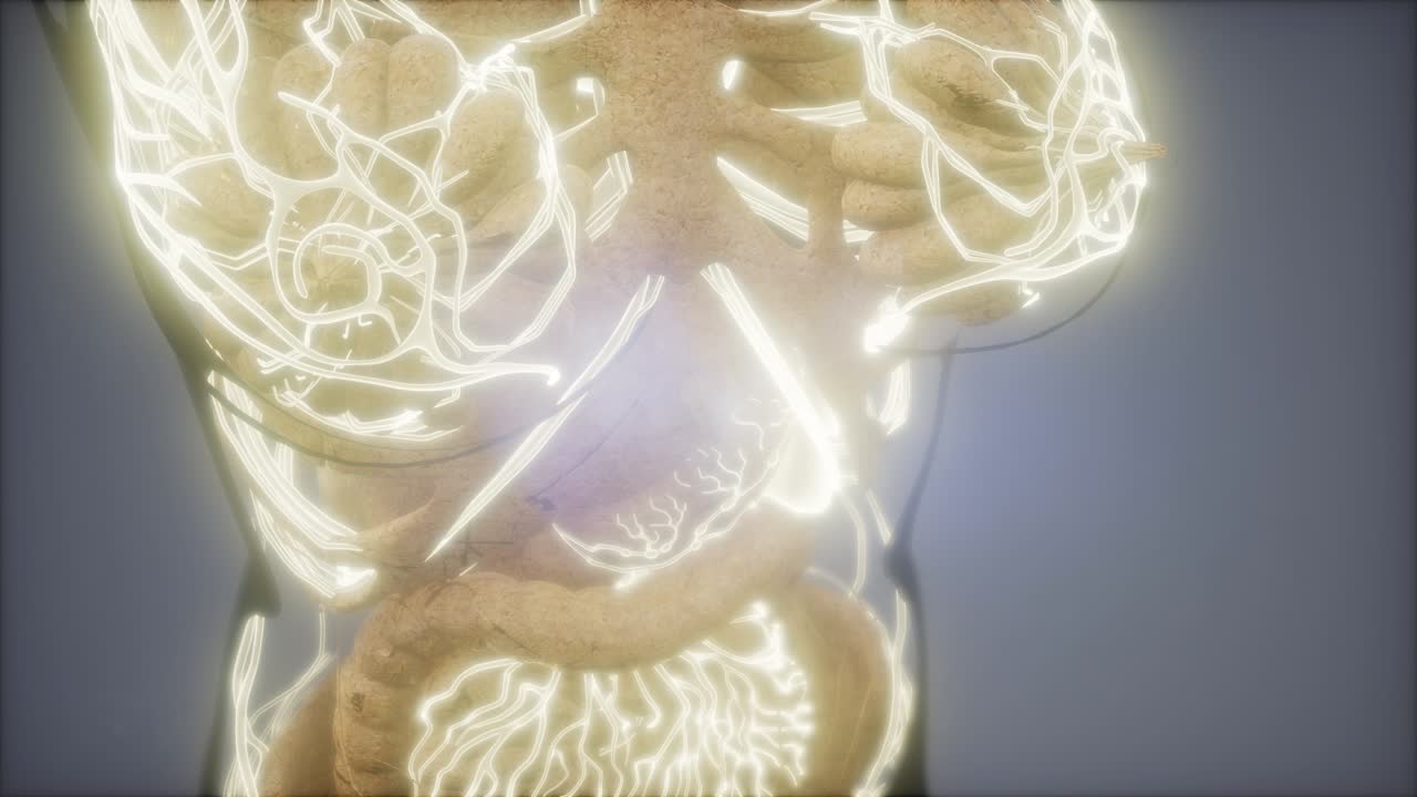 vasos sanguíneos del cuerpo humano