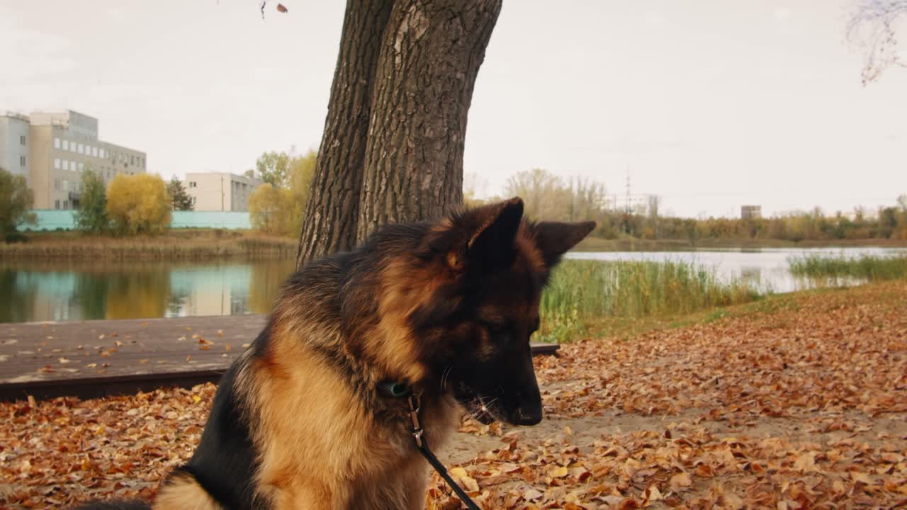 German Shepherd in Autumn Park