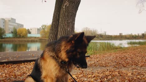 german shepherd in autumn park