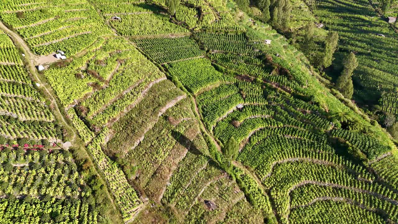 Aerial view of greenery landscape on the hillside. Terraced agricultural field. 4K drone shot of plantation in Indonesia.