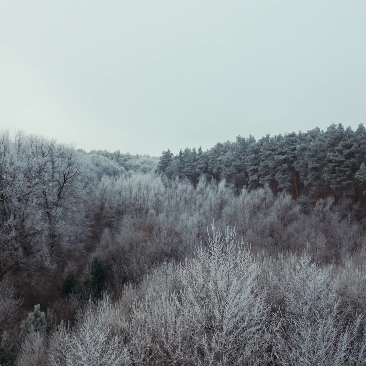 Frozen forest at winter