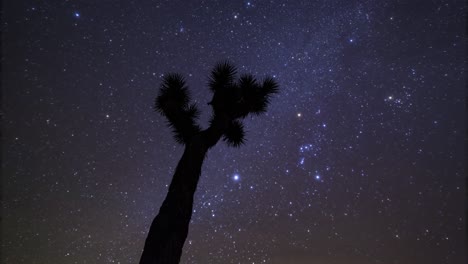 Lapso-De-Tiempo-Estacionario-Ascendente-De-La-Vía-Láctea,-Estrellas-Y-Nubes-Sobre-Un-árbol-De-Joshua