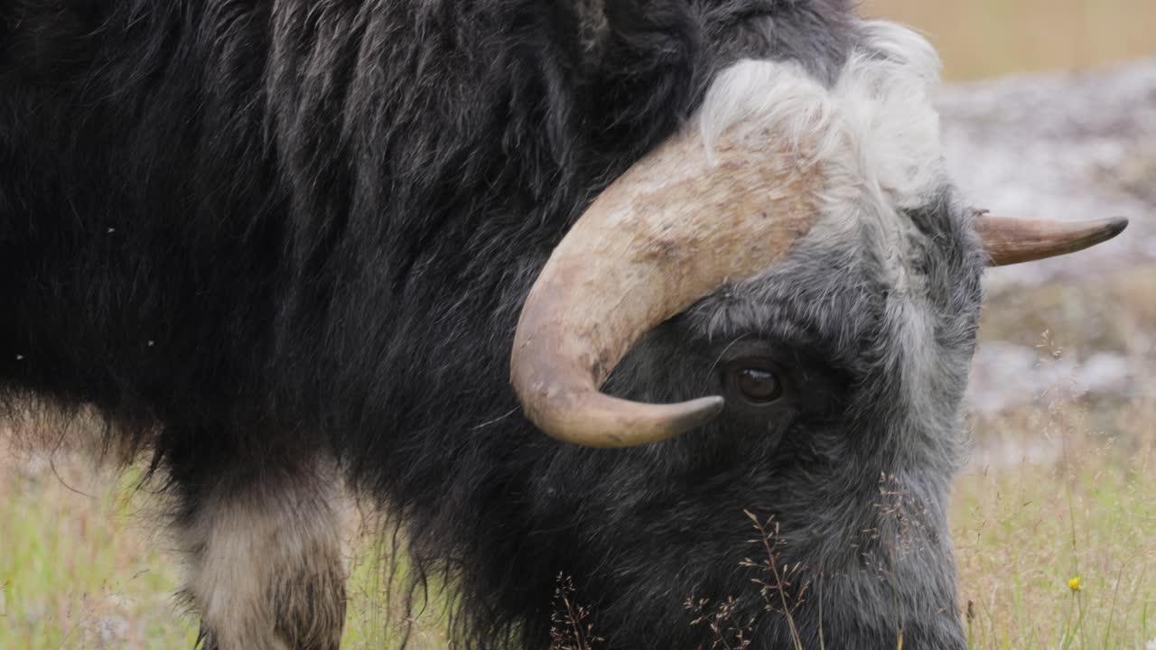 모스코스 (ovis moschatus, 라틴어: musky sheep-ox) 는 모스코크스 (musk ox) 와 모스코 (musk-ox) 라고도 불리며, 복수 모스코센 (muskoxen) 또는 모스코 oxen은 보비데아 (bovidae) 가문의 발이 있는 포유류이다.