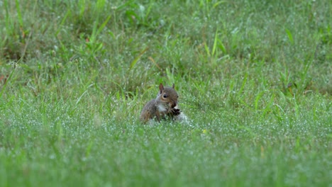 a gray squirrel sitting in the dewy grass eating a nut on a summer morning