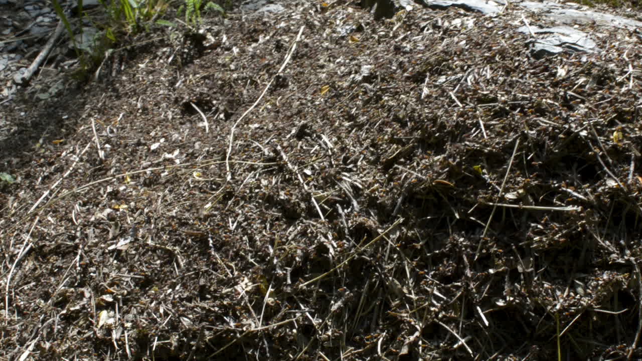 Plenty of ants crawling on an ant's nest