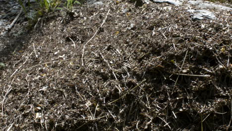 plenty of ants crawling on an ant's nest