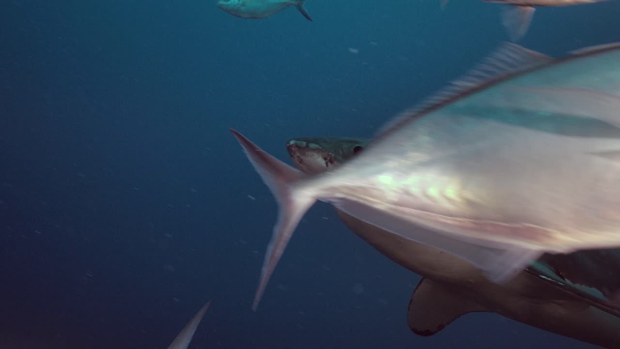 백상아리 carcharodon carcharias 해왕성 제도 사우스 오스트레일리아 슬로우 모션 4k