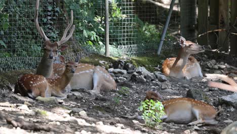 deer family with kids resting in area surrounded by fence in zoo at summer, static medium shot