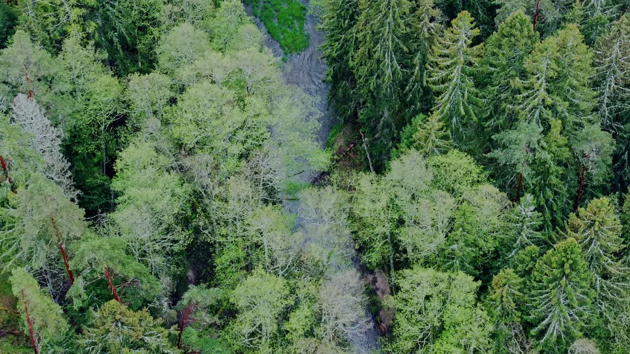 Top down drone shot of lush green forest and river symbolizing sustainability