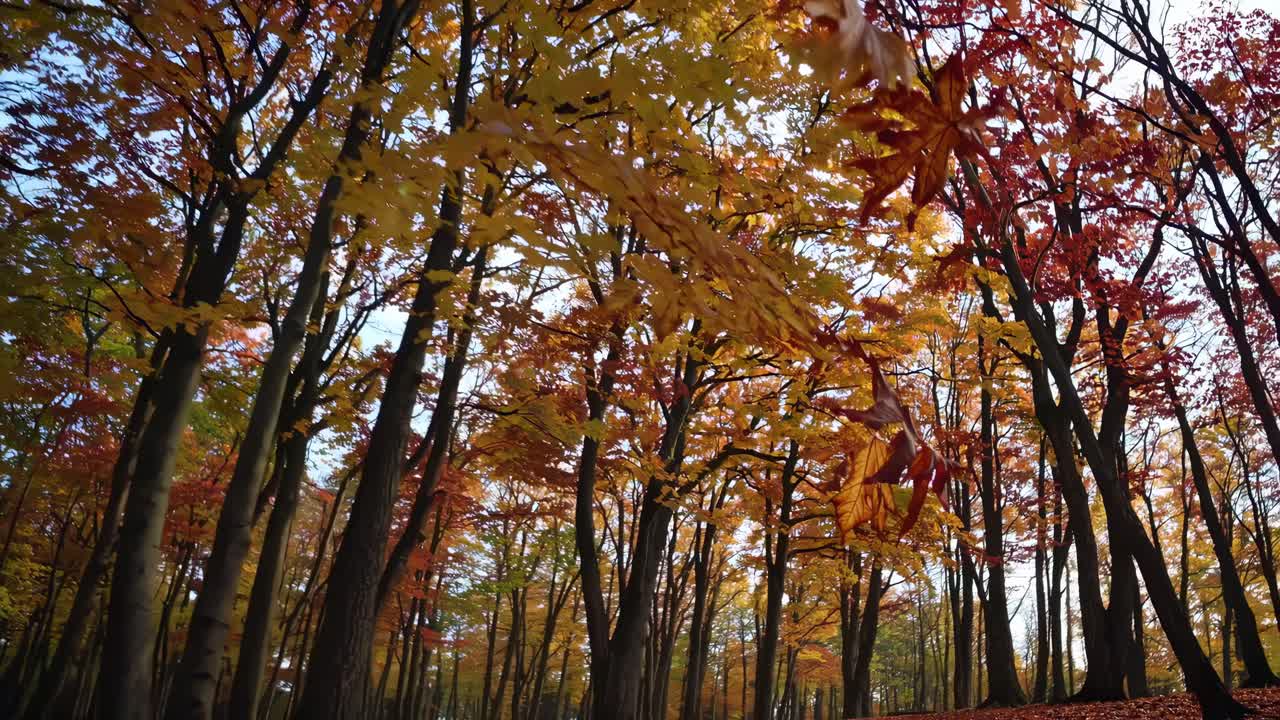 Vibrant autumn forest scene captured from a low-angle, showcasing colorful leaves and tall trees