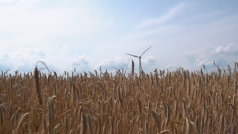 campos de centeno en el viento con turbinas de viento en segundo plano.