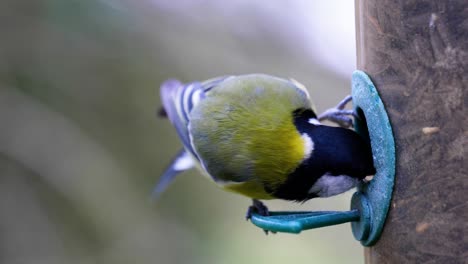 4K-Slow-motion-shot-of-birds-landing-on-a-bird-feeder-and-eating-seeds-from-up-close