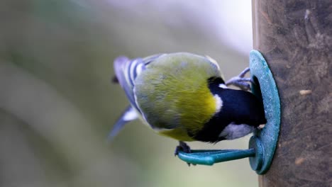 toma en cámara lenta de 4k de pájaros aterrizando en un comedero para pájaros y comiendo semillas de cerca