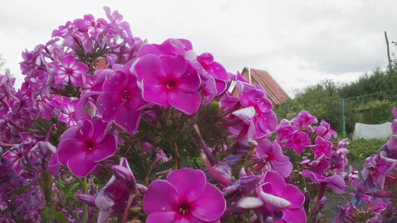 Vibrant Pink Phlox Flowers Blooming in a Garden with Houses