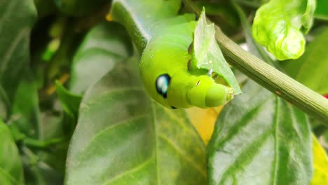 Slow-mo-Oleander-hawk-moth--feeding-on-a-branch-leaf