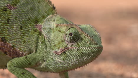 close-up of a flap necked chameleon against a natural sand background, profile view as the chameleon as it sits still while rotating its eye to look around