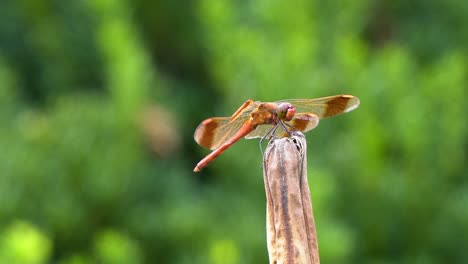 Libélula-Roja-Skimmer-De-Llamas-Sentada-En-Un-Tallo-De-Planta-Podrida,-Corea-Del-Sur,-Acercar,-Primer-Plano-Sobre-Fondo-Borroso