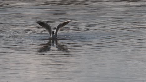 Vogelwasser-Lachmöwe-Füttert-Isolierte-Zeitlupe