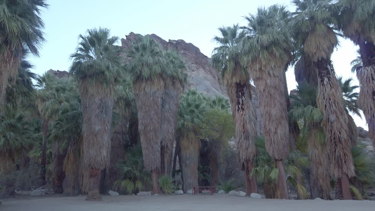 gimbal close-up panning shot de palmeras ventiladoras de california en el oasis del desierto de palm canyon cerca de palm springs, california