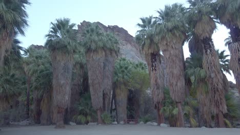 gimbal close-up panning shot of california fan palms at the palm canyon desert oasis near palm springs, california