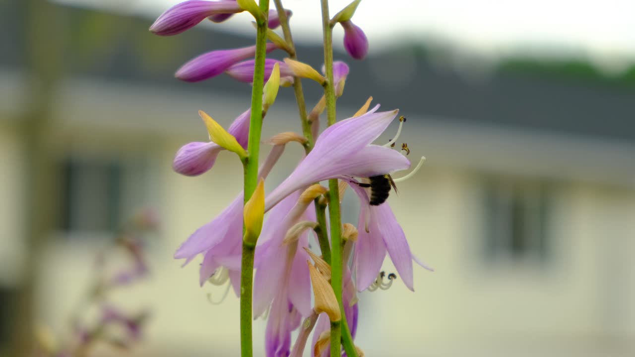 abejorro de cerca polinizando flores de hosta púrpura, wisconsin