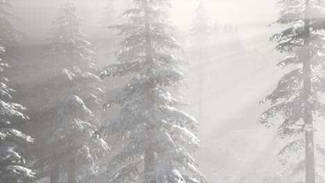 Nebliger-Nebel-Im-Kiefernwald-An-Berghängen