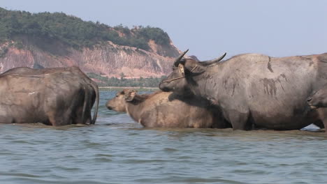 water buffaloes cross a river