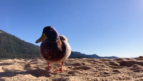 ducks eating close to camera on sandy beach on a beautiful sunny day