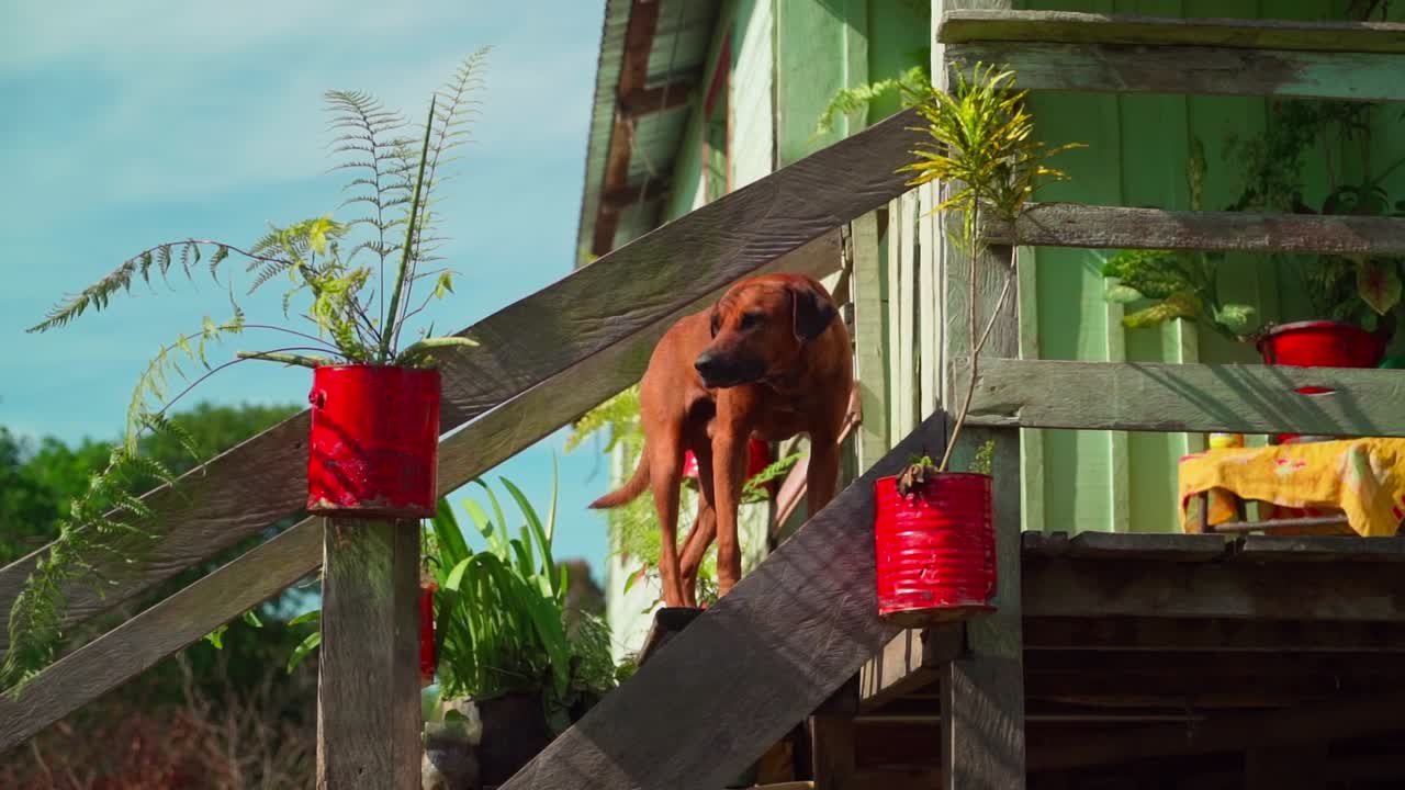 A dog walks down a wooden staircase outside a green house, surrounded by plants in pots. The scene captures a peaceful moment in an Amazon rainforest village near Manaus, Brazil.