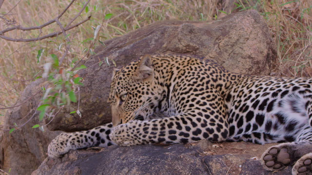 Leopard leckt seine Pfote mittags in der Savanne