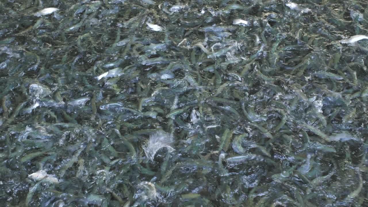 muchos peces comiendo en la piscifactoría, plano general estático