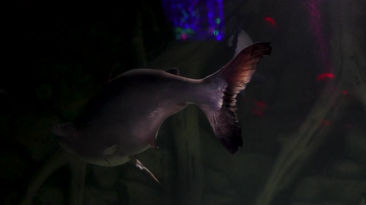 peces en el tanque del acuario