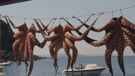 pulpos secos en una línea al sol, en un pequeño puerto pesquero griego