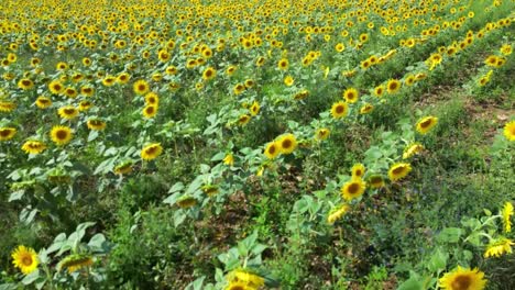 Yellow-sunflowers-in-full-flower-planted-in-rows-aerial-view