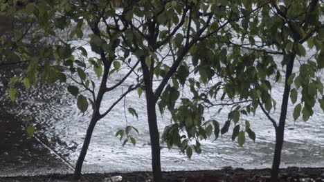 rainy day scene with trees